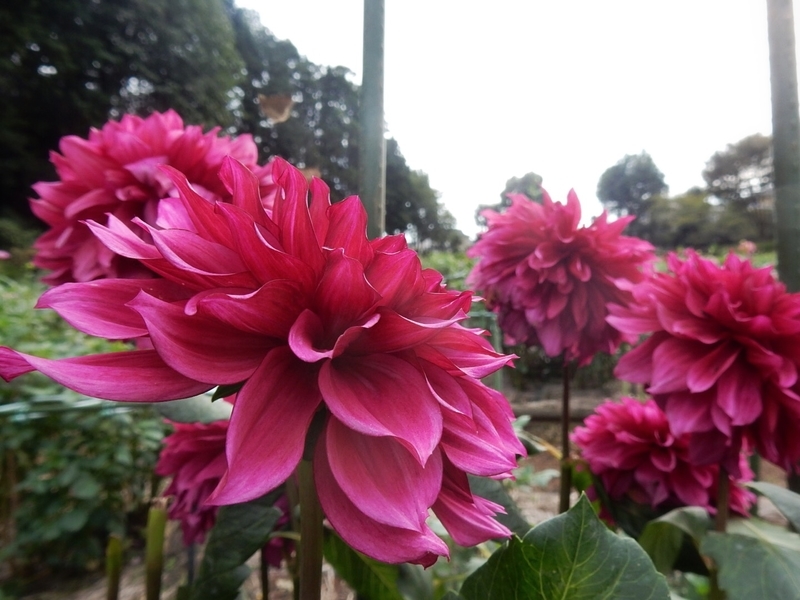 f:id:Nakano_Hitsuji:20181003143558j:plain