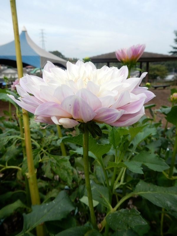 f:id:Nakano_Hitsuji:20181003143720j:plain