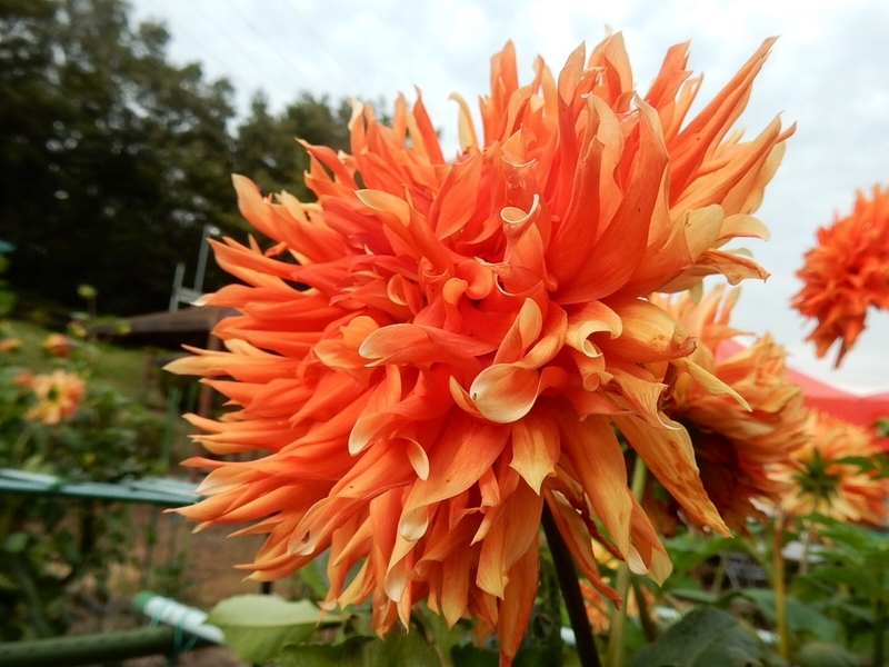 f:id:Nakano_Hitsuji:20181003143829j:plain