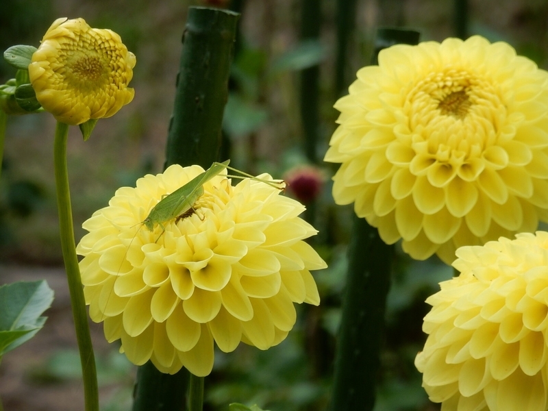 f:id:Nakano_Hitsuji:20181003144037j:plain