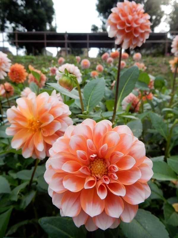 f:id:Nakano_Hitsuji:20181003144309j:plain