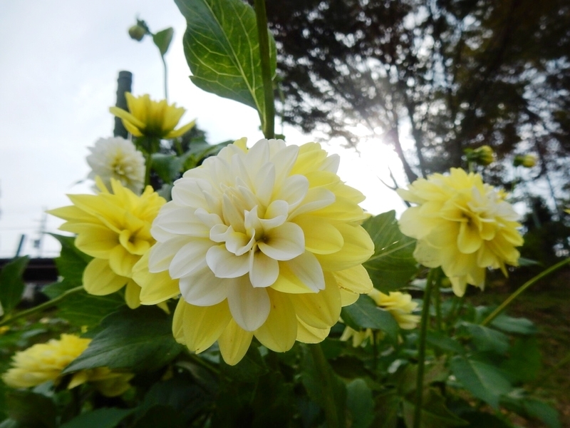 f:id:Nakano_Hitsuji:20181003144423j:plain