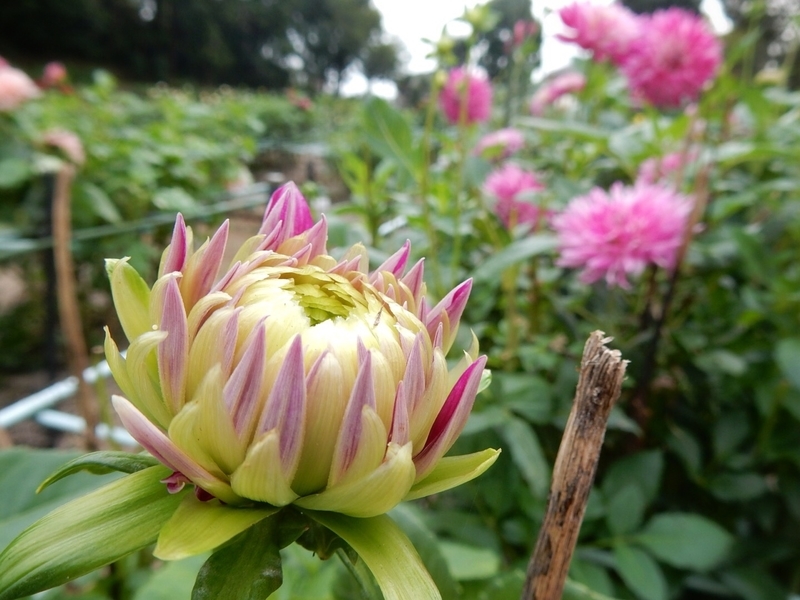 f:id:Nakano_Hitsuji:20181003144922j:plain