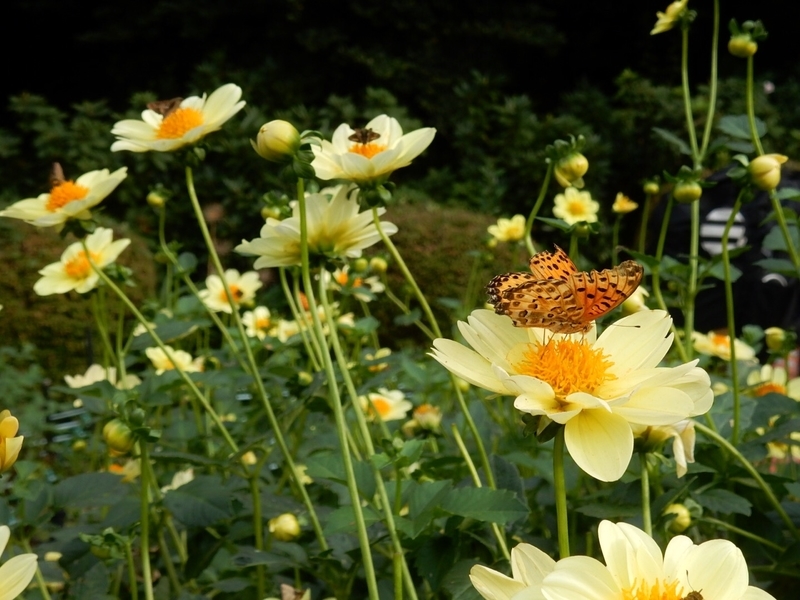 f:id:Nakano_Hitsuji:20181003145356j:plain