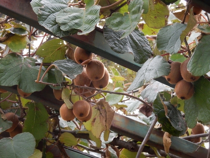 f:id:Nakano_Hitsuji:20181003145653j:plain