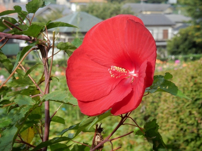 f:id:Nakano_Hitsuji:20181003145901j:plain