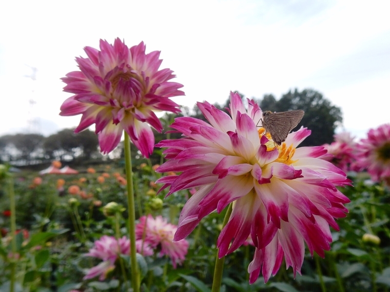 f:id:Nakano_Hitsuji:20181003150154j:plain