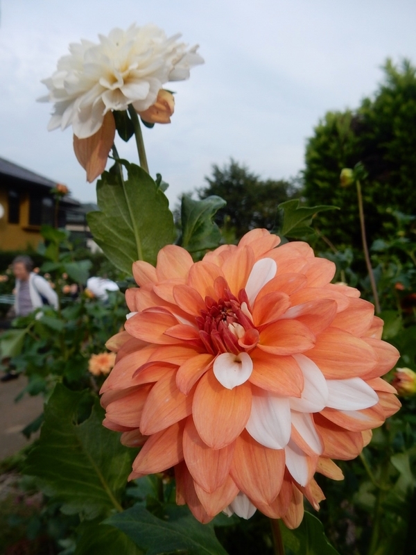 f:id:Nakano_Hitsuji:20181003150933j:plain