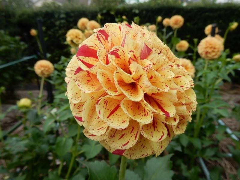 f:id:Nakano_Hitsuji:20181003151038j:plain