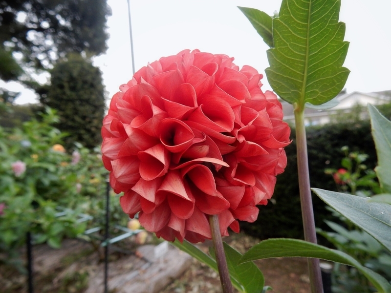 f:id:Nakano_Hitsuji:20181003151223j:plain