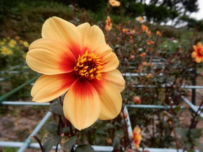 f:id:Nakano_Hitsuji:20181003151327j:plain