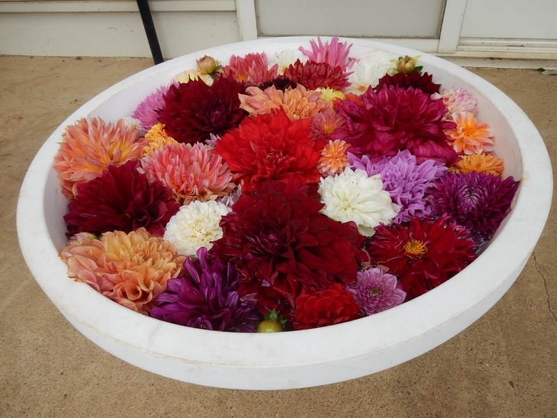 f:id:Nakano_Hitsuji:20181003152053j:plain