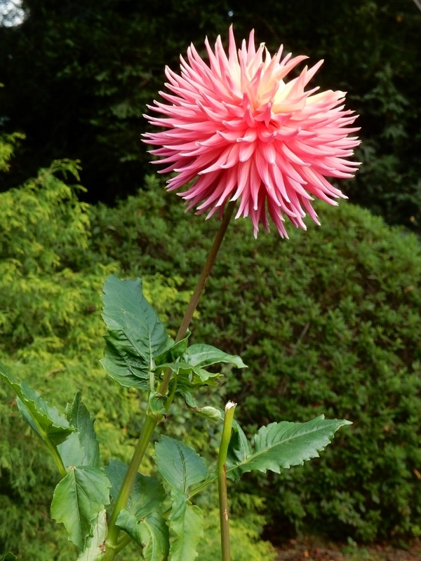 f:id:Nakano_Hitsuji:20181020123153j:plain