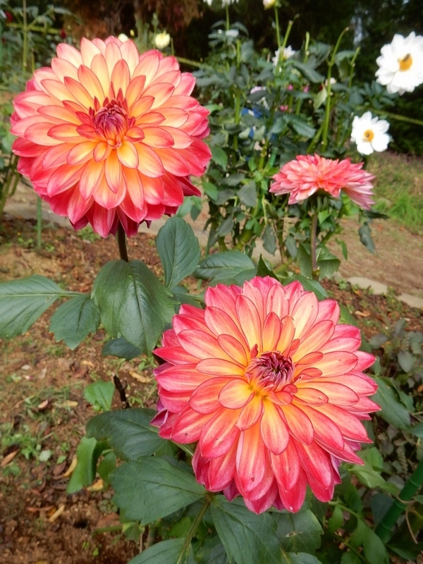 f:id:Nakano_Hitsuji:20181020123303j:plain