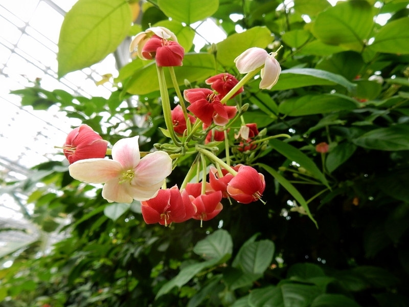 f:id:Nakano_Hitsuji:20181020124219j:plain