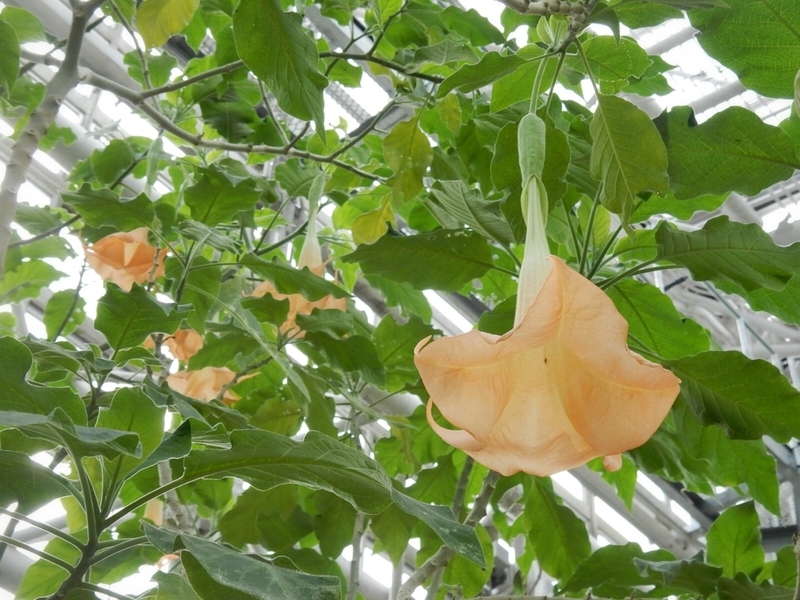 f:id:Nakano_Hitsuji:20181020124349j:plain