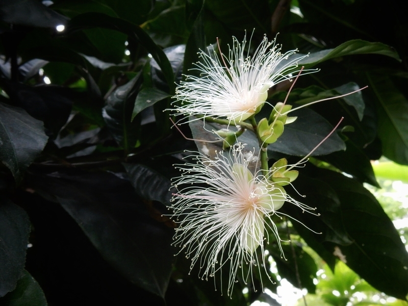 f:id:Nakano_Hitsuji:20181020124712j:plain