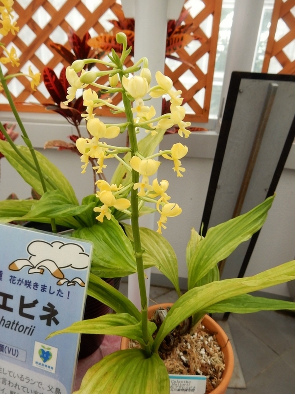 f:id:Nakano_Hitsuji:20181020125033j:plain