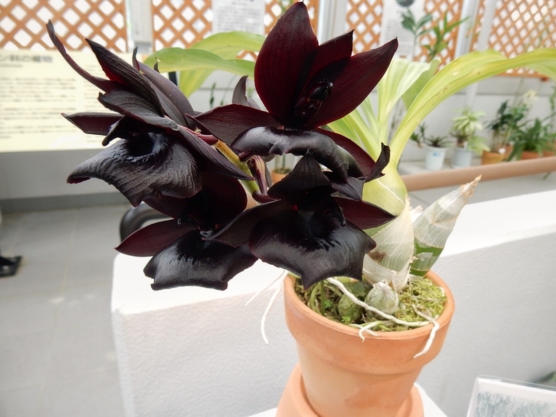 f:id:Nakano_Hitsuji:20181020125110j:plain