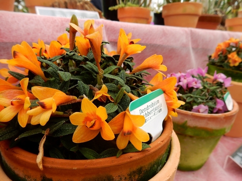 f:id:Nakano_Hitsuji:20181020125313j:plain