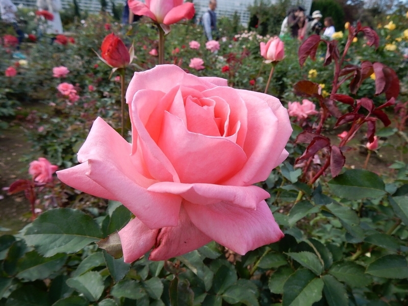 f:id:Nakano_Hitsuji:20181020131520j:plain