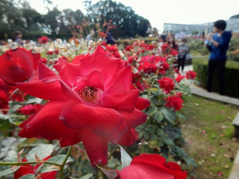 f:id:Nakano_Hitsuji:20181020132725j:plain