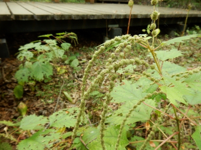 f:id:Nakano_Hitsuji:20181103143936j:plain