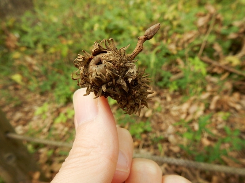 f:id:Nakano_Hitsuji:20181103144449j:plain