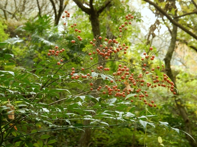 f:id:Nakano_Hitsuji:20181103144628j:plain