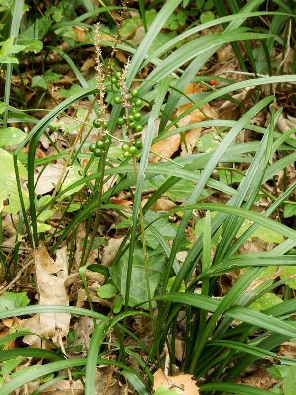 f:id:Nakano_Hitsuji:20181103145004j:plain