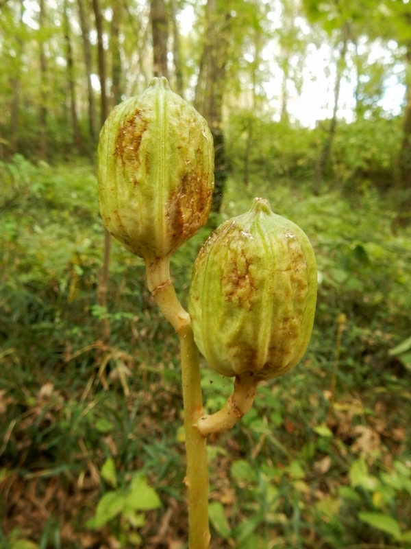 f:id:Nakano_Hitsuji:20181103145419j:plain