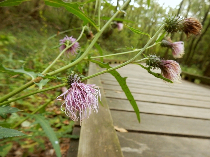 f:id:Nakano_Hitsuji:20181103145559j:plain