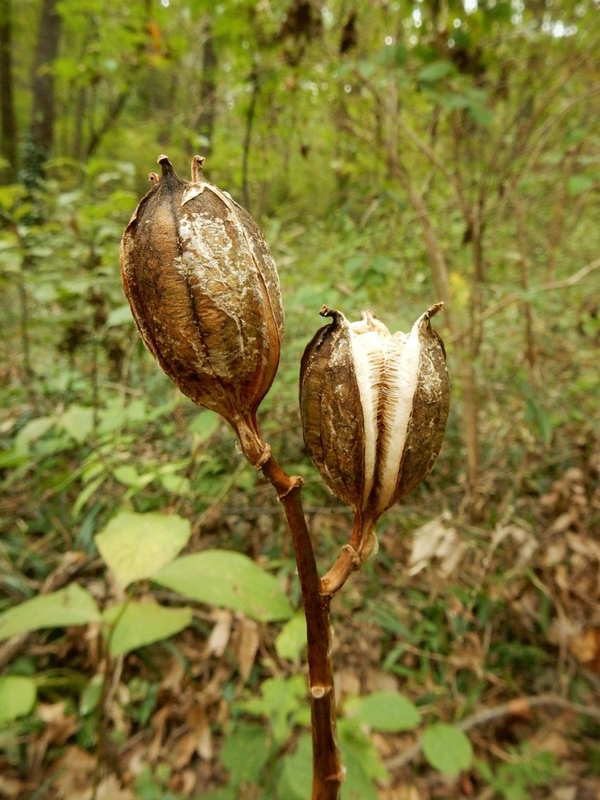 f:id:Nakano_Hitsuji:20181103145645j:plain