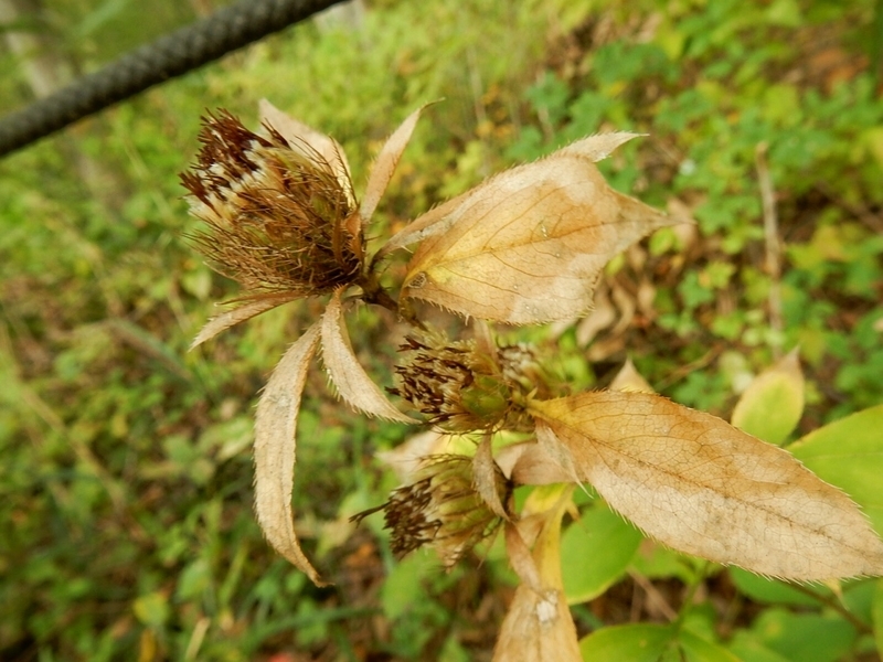 f:id:Nakano_Hitsuji:20181103150104j:plain