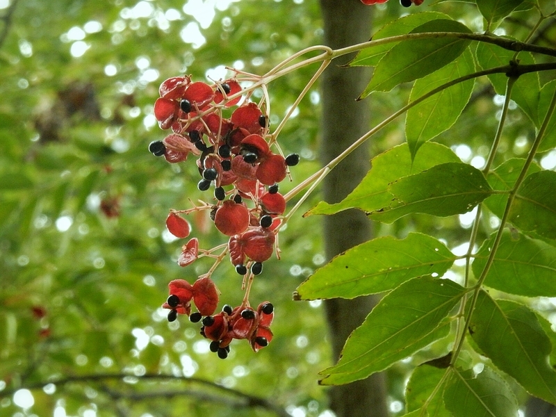 f:id:Nakano_Hitsuji:20181103150517j:plain