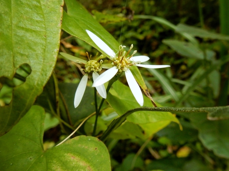 f:id:Nakano_Hitsuji:20181103150755j:plain