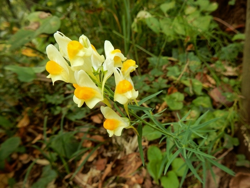 f:id:Nakano_Hitsuji:20181103150920j:plain