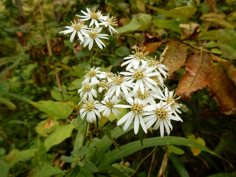 f:id:Nakano_Hitsuji:20181103151003j:plain