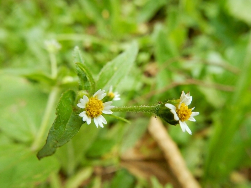 f:id:Nakano_Hitsuji:20181103151154j:plain