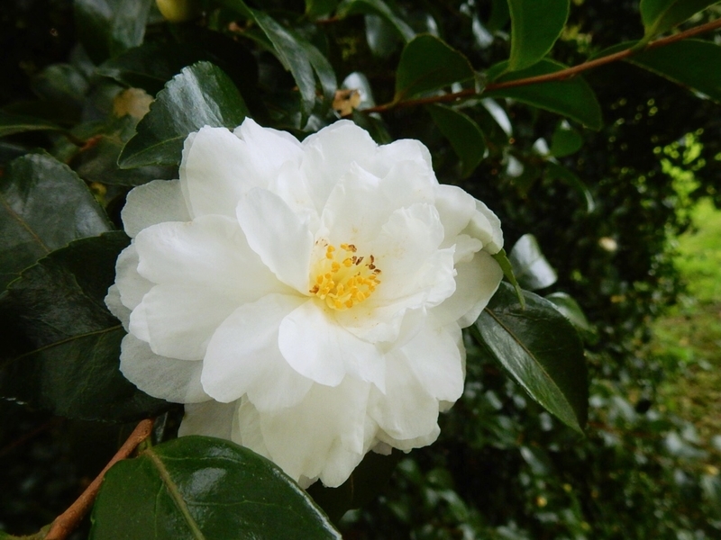 f:id:Nakano_Hitsuji:20181103151823j:plain