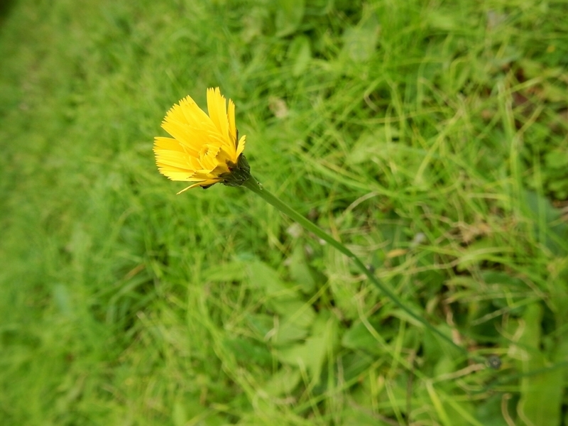 f:id:Nakano_Hitsuji:20181103151919j:plain