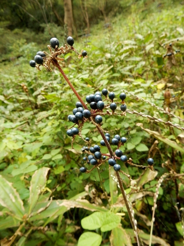 f:id:Nakano_Hitsuji:20181103152936j:plain