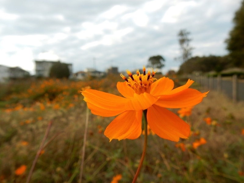 f:id:Nakano_Hitsuji:20181103153807j:plain