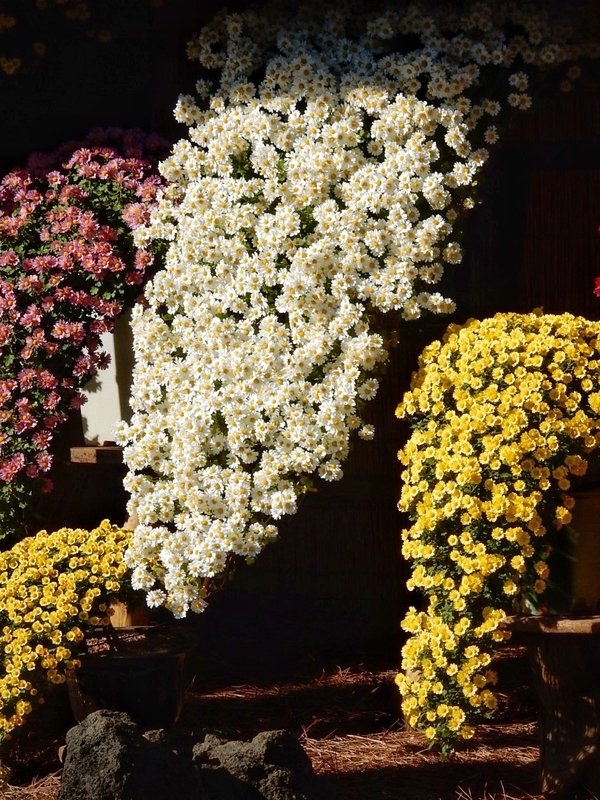 f:id:Nakano_Hitsuji:20181114130726j:plain f:id:Nakano_Hitsuji:20181114130726j:plain