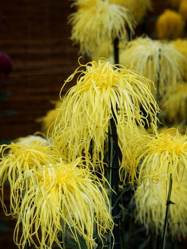 f:id:Nakano_Hitsuji:20181114131044j:plain f:id:Nakano_Hitsuji:20181114131044j:plain