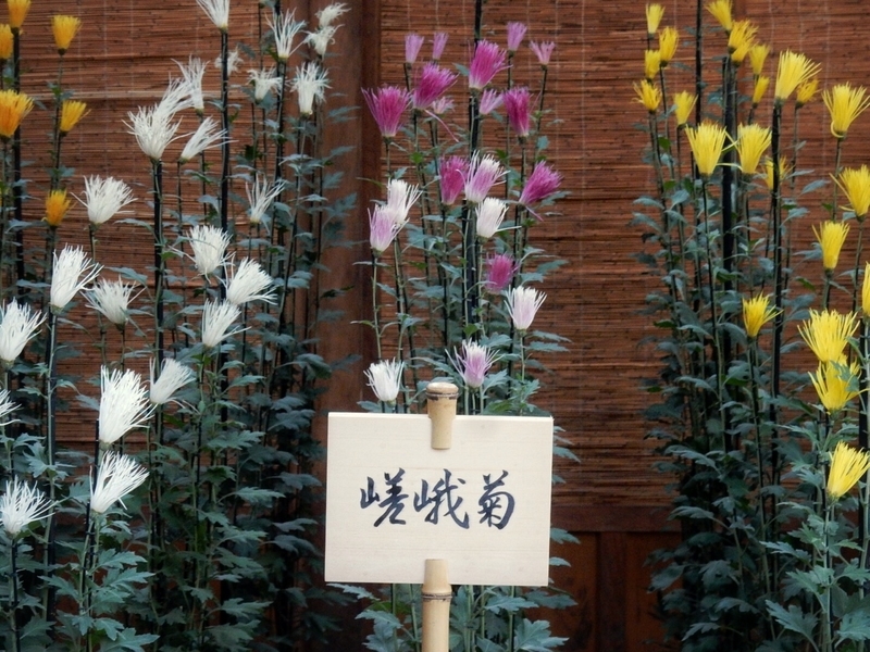 f:id:Nakano_Hitsuji:20181114131346j:plain f:id:Nakano_Hitsuji:20181114131346j:plain