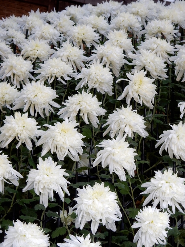 f:id:Nakano_Hitsuji:20181114132037j:plain f:id:Nakano_Hitsuji:20181114132037j:plain