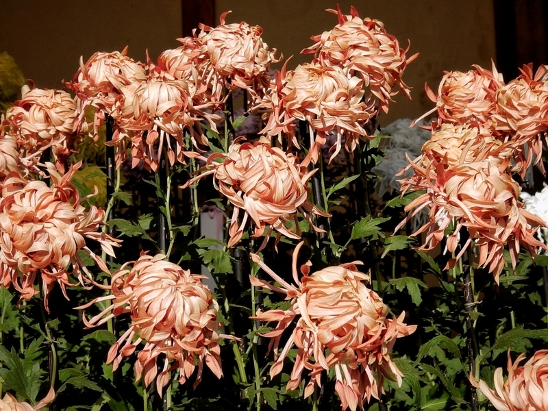 f:id:Nakano_Hitsuji:20181114132404j:plain f:id:Nakano_Hitsuji:20181114132404j:plain