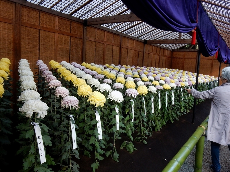 f:id:Nakano_Hitsuji:20181114133643j:plain f:id:Nakano_Hitsuji:20181114133643j:plain