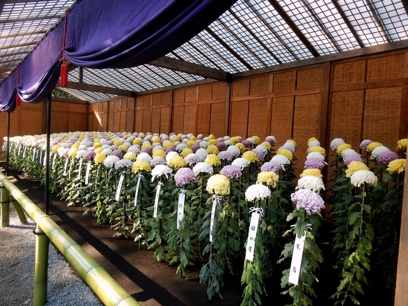 f:id:Nakano_Hitsuji:20181114133851j:plain f:id:Nakano_Hitsuji:20181114133851j:plain